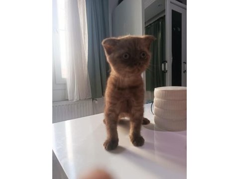 Scottish fold yavrumuz yeni sahibini bekliyor.