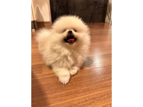 Pomeranıan boo ayı surat