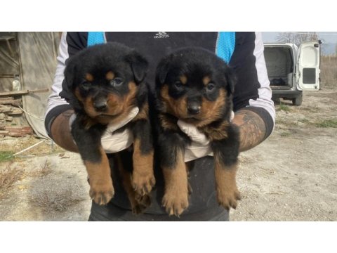 Rottweiler yavruları güç, asil duruş ve sadakat