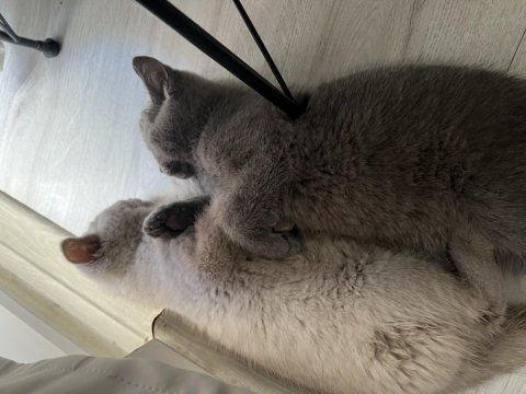 Yavru british shorthair kedilerim