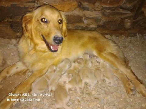 Golden retriever bebeklerimiz