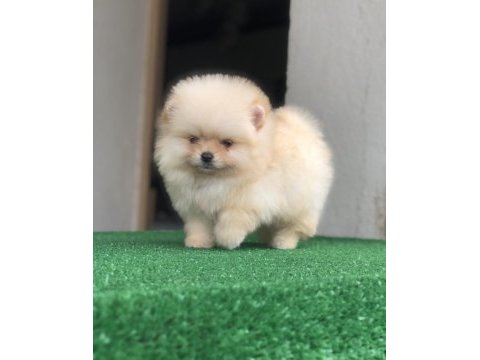 2.5 aylık 2 dişi ve 1 erkek pomeranian boo yavrular