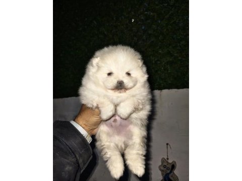 Erkek dişi pomeranian ayıcıklar