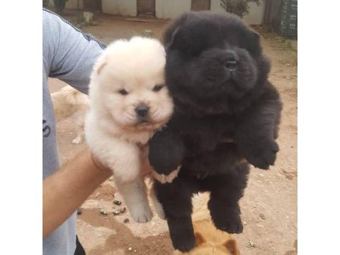 Chow chow dünyasından ırk garantili yavrular