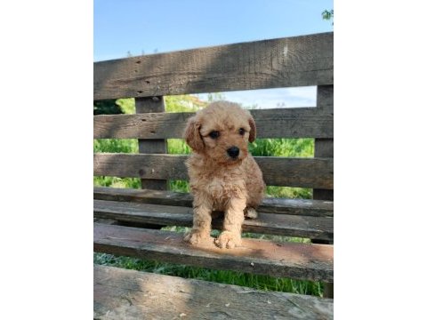 A kalite maltipoo yavruları