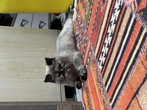 Dişi hamiledir kedim