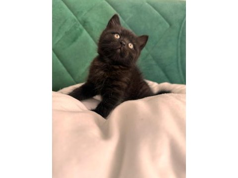 Blue point british longhair