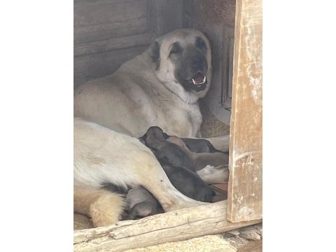 Orjinal sivas kangal yavruları