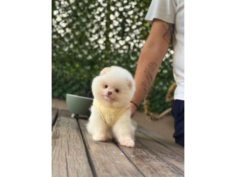Pomeranian boo sevimli