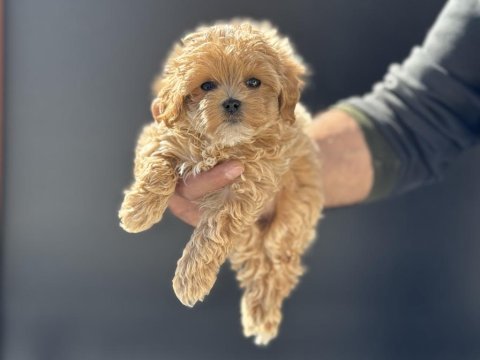 Petmode köpek çiftliğinde ziyarete açık maltipoo