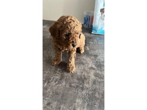 Toy poodle yavrular