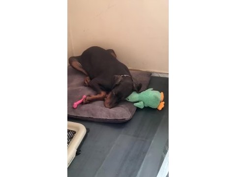 4 aylık doberman