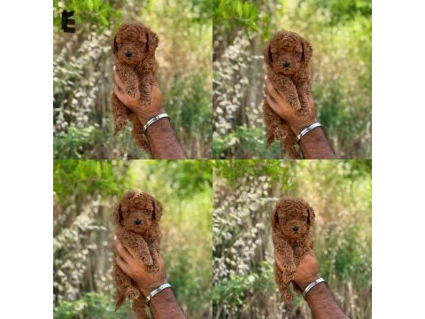 Yavru toy poodle