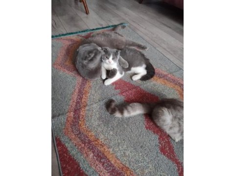 Dişi bi color scottish fold ve dişi british shortair
