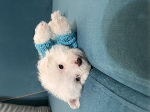 Yok böyle maltese güzellik demeyin vaaarr