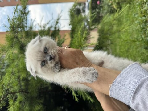Scottish fold yavrularımız