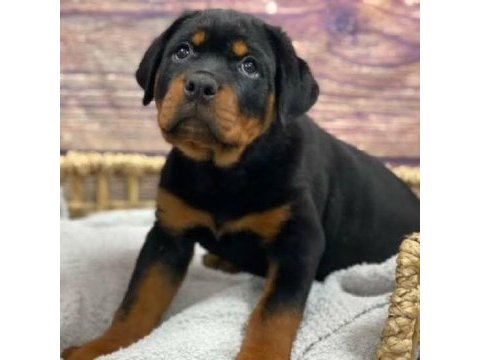 %100 orjinal rottweiler yavrular kredi kartı geçerlidir