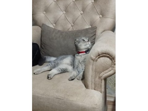 Scottish fold kedim
