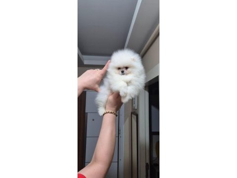 Pomeranian boo köpeği