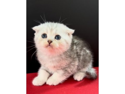 33 yıllık canpette scottish fold yavruları