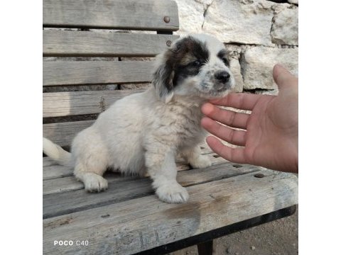 Fino yavru köpeğimiz kayseri