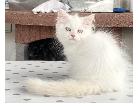 Pamuk şeker british longhair oğluşlar