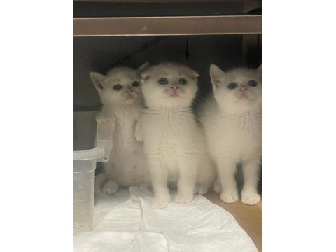 British shorthair bembeyaz bebekler yuva arıyor