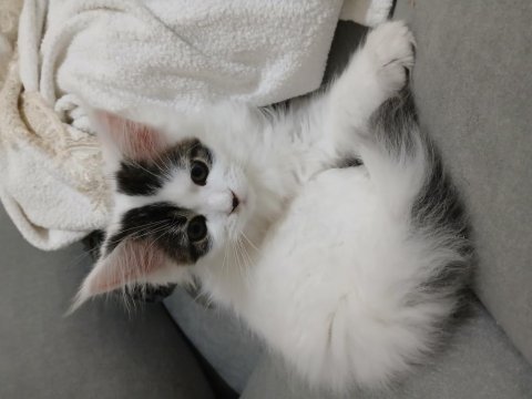 Dişi maine coon 3 ayını yeni doldurdu