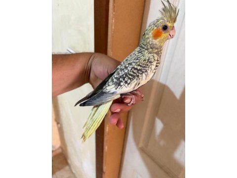 64 günlük uysal sultan papağanı bebek
