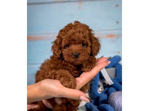 Toy poodle yavruları
