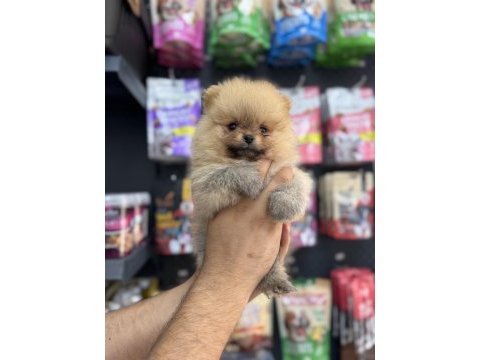 Pomeranian teacup sıfır boy yavrular