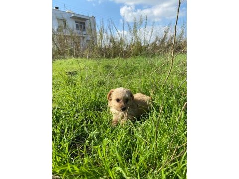 2 aylık maltipoo