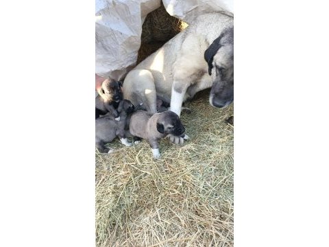 Sivasın has kangal köpekleri
