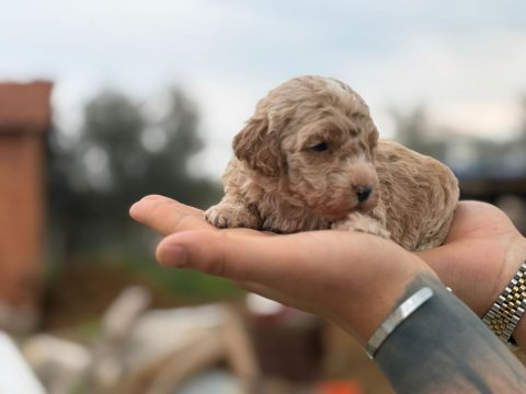 Maltipoo yavrular 4 kg garantili