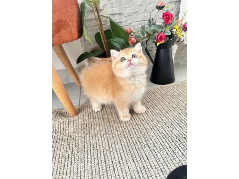 Golden shaded british shorthair dişi yavrumuz