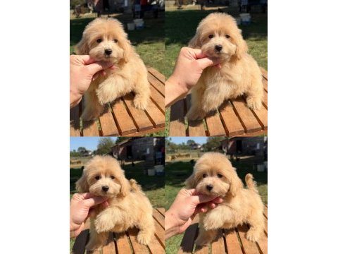 2 buçuk aylık maltipoo kızımız