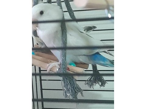 Sevda papağanı 5 aylık