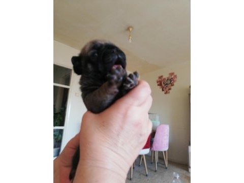 Pug mops yavru