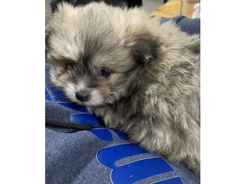 Pomeranian yavru köpekler