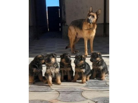 Safkan alman kurdu yavrularımız