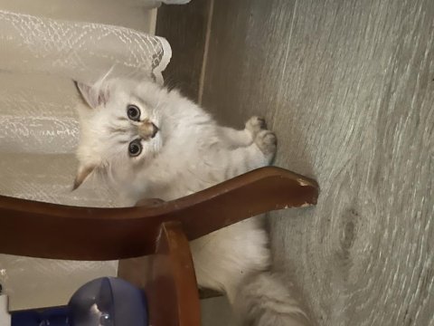 British longhair kedimizi sahiplendirmek