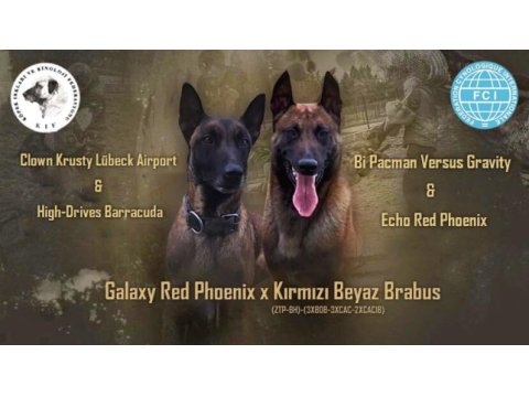 Fcı a şecereli malinoisler