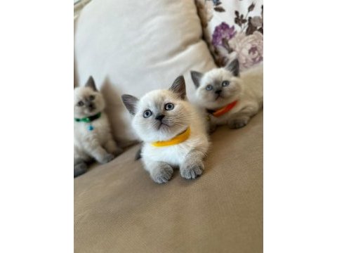 2 aylık yavru british shorthair british blue point