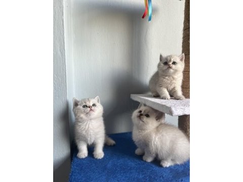 Sağlıklı british shorthair bebekler