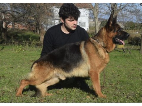Siyah show line alman çoban köpeği yavrular