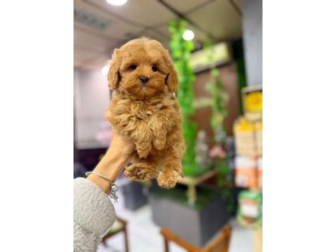 Erkek maltipoo köpeği