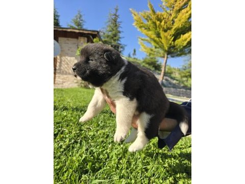 Safkan amerikan akita minikler