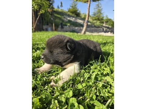 Safkan amerikan akita minikler