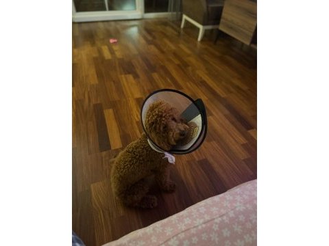 Ozel nedenlerden dolayı poodle