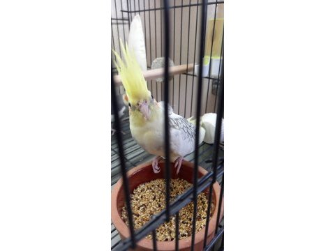 Sevimli sultan papağanı yavruları pied